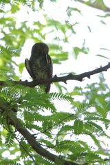 Glaucidium radiatum