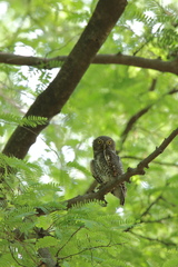 Glaucidium radiatum
