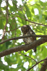 Glaucidium radiatum