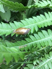Novisuccinea ovalis