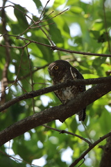 Glaucidium radiatum