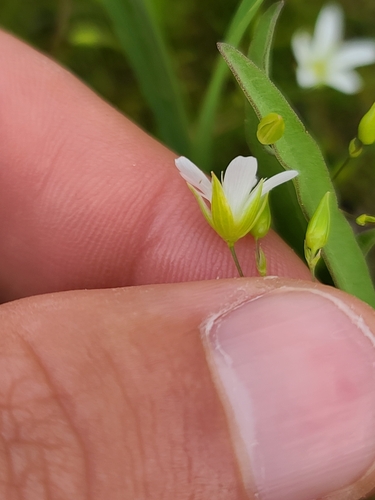Image of Sabulina michauxii by no rights reserved