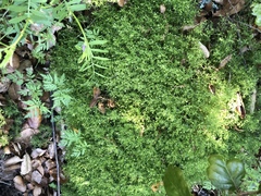 Galium andrewsii