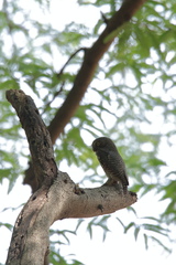 Glaucidium radiatum