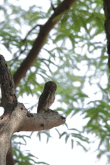 Glaucidium radiatum