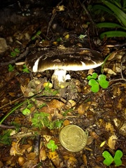 Amanita nothofagi