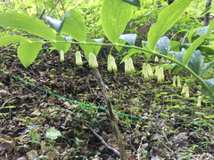 Polygonatum