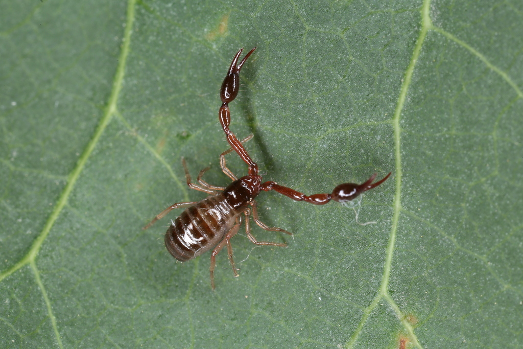 Neobisium fuscimanum