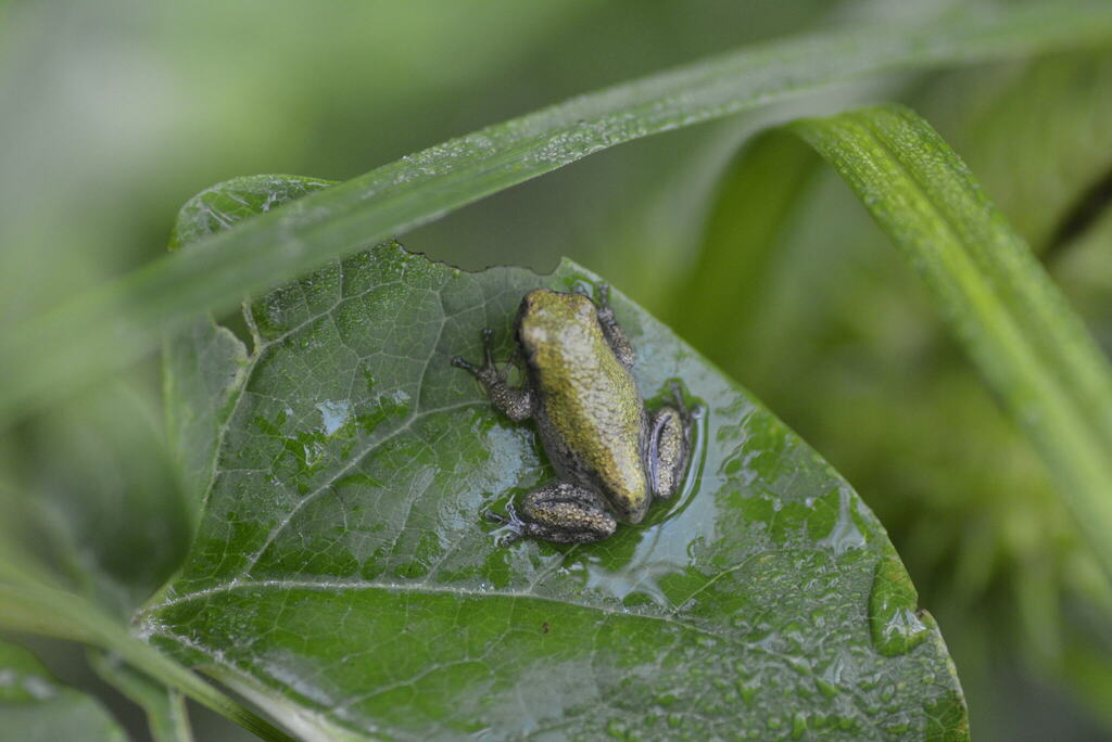 Cope's Gray Treefrog from 2900 Horse Shoe Farm Rd, Wake Forest, NC ...