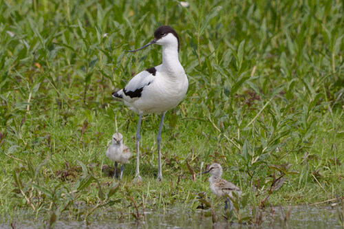 Pied Avocet