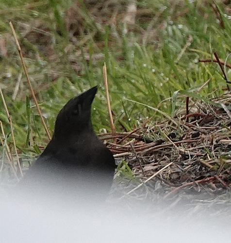 Brown-headed Cowbird photographed in Nebraska