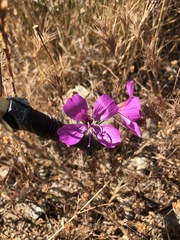 Clarkia bottae