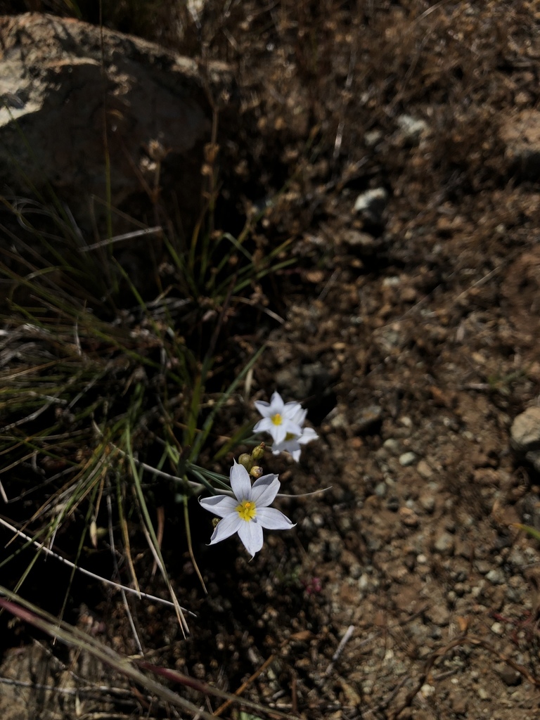 Sisyrinchium bellum, 93401, San Luis Obispo, CA, US