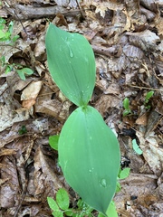 Convallaria pseudomajalis