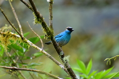 Chalcothraupis ruficervix