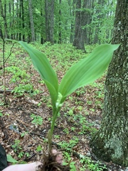 Convallaria pseudomajalis