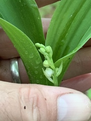Convallaria pseudomajalis