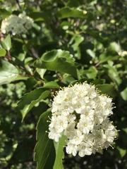 Viburnum ellipticum