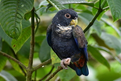 Pionus chalcopterus