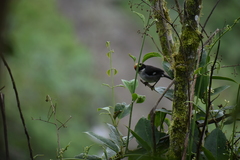 Atlapetes leucopterus
