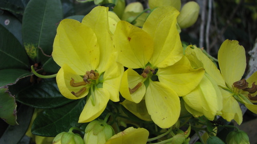 Senna pinheiroi