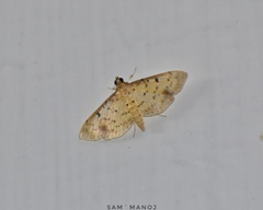 Herpetogramma cynaralis