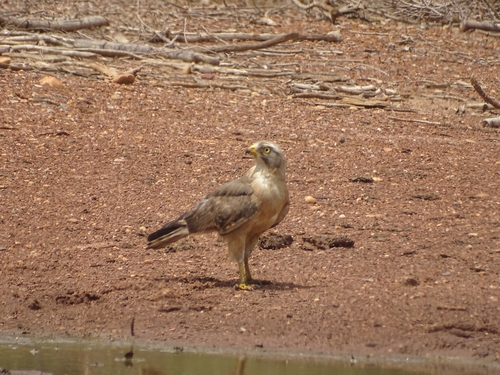Grasshopper Buzzard