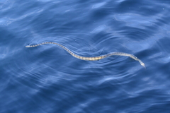 Hydrophis spiralis