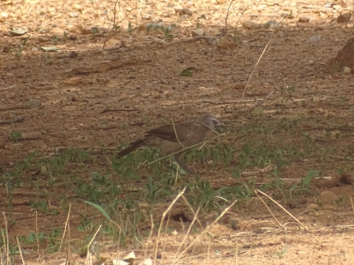 Brown Babbler