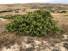 Arctostaphylos confertiflora