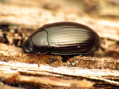 Platydema