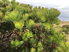 Arctostaphylos confertiflora
