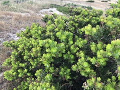 Arctostaphylos confertiflora
