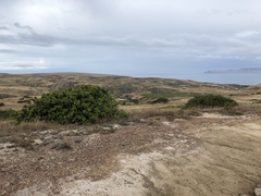 Arctostaphylos confertiflora
