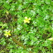 Ranunculus gmelinii - Photo (c) Superior National Forest, μερικά δικαιώματα διατηρούνται (CC BY)