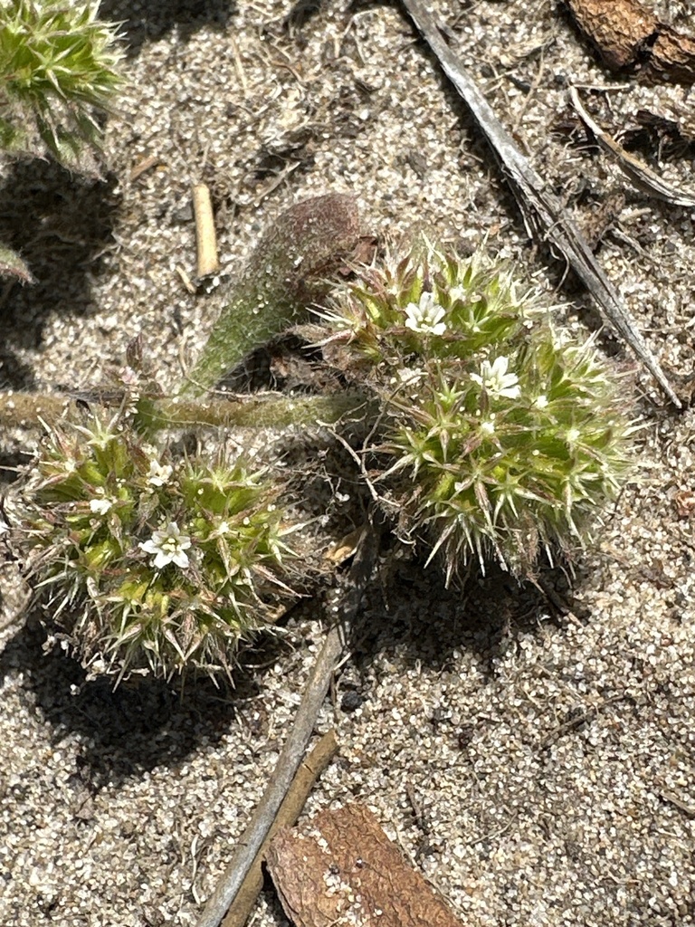 Chorizanthe howellii