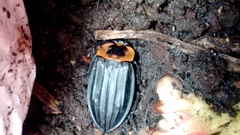 Oxelytrum discicolle