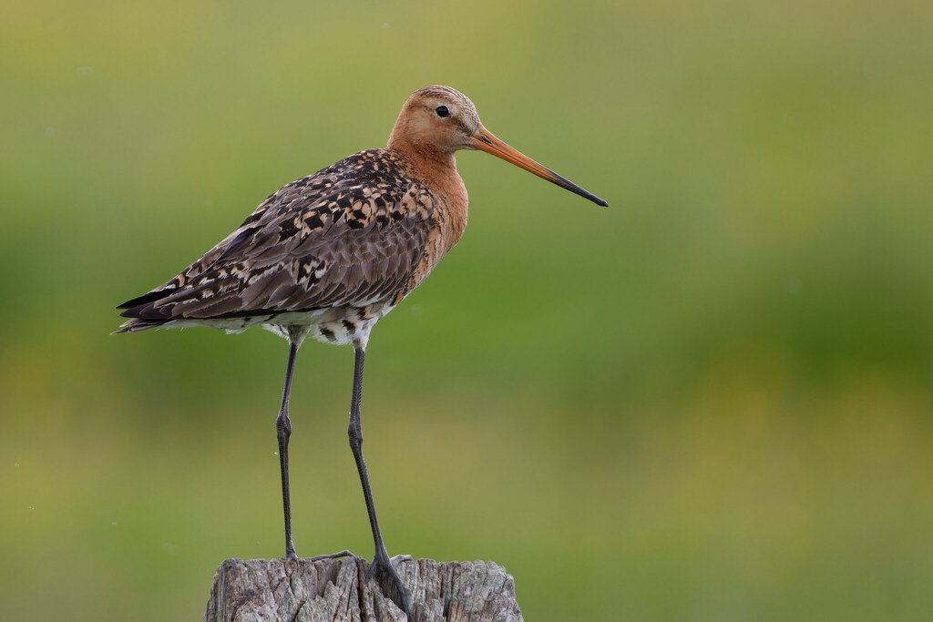 Black-tailed Godwit photo