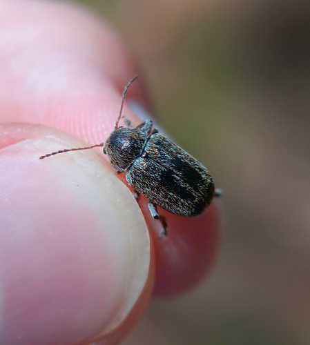 Hairy Leaf Beetle photo 3