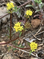 Sanicula tuberosa