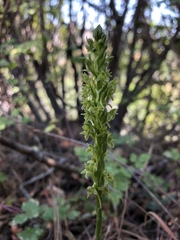 Platanthera michaelii