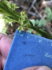 Platanthera michaelii