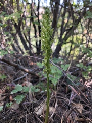 Platanthera michaelii
