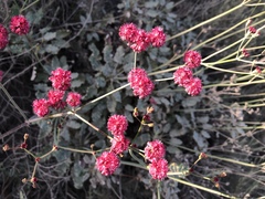 Eriogonum grande rubescens