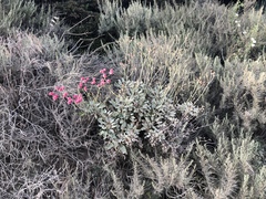 Eriogonum grande rubescens