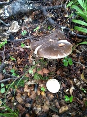 Amanita nothofagi