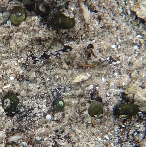 Phantom Cave Snail