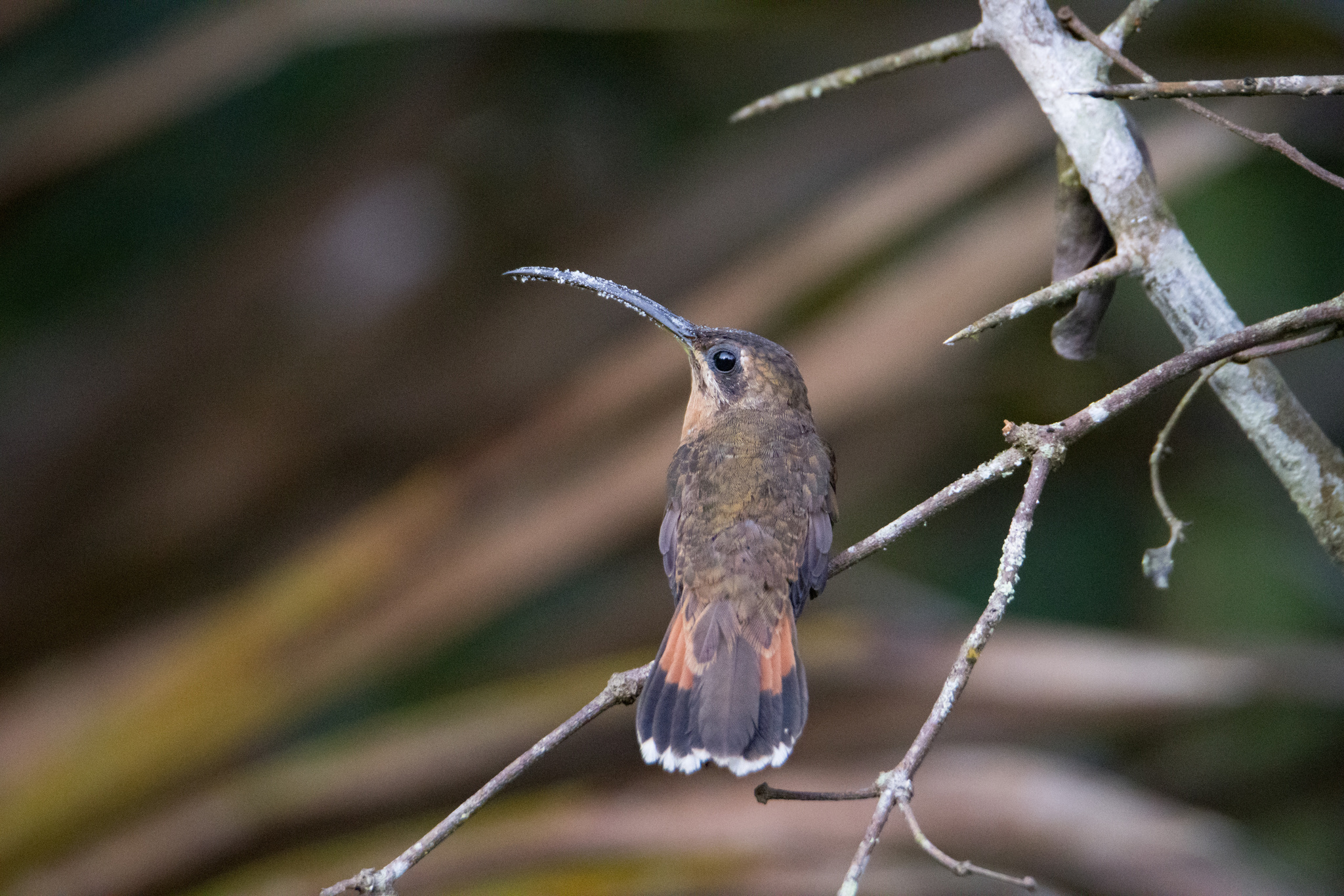 Bronzy Hermit (Glaucis aeneus), photo 9
