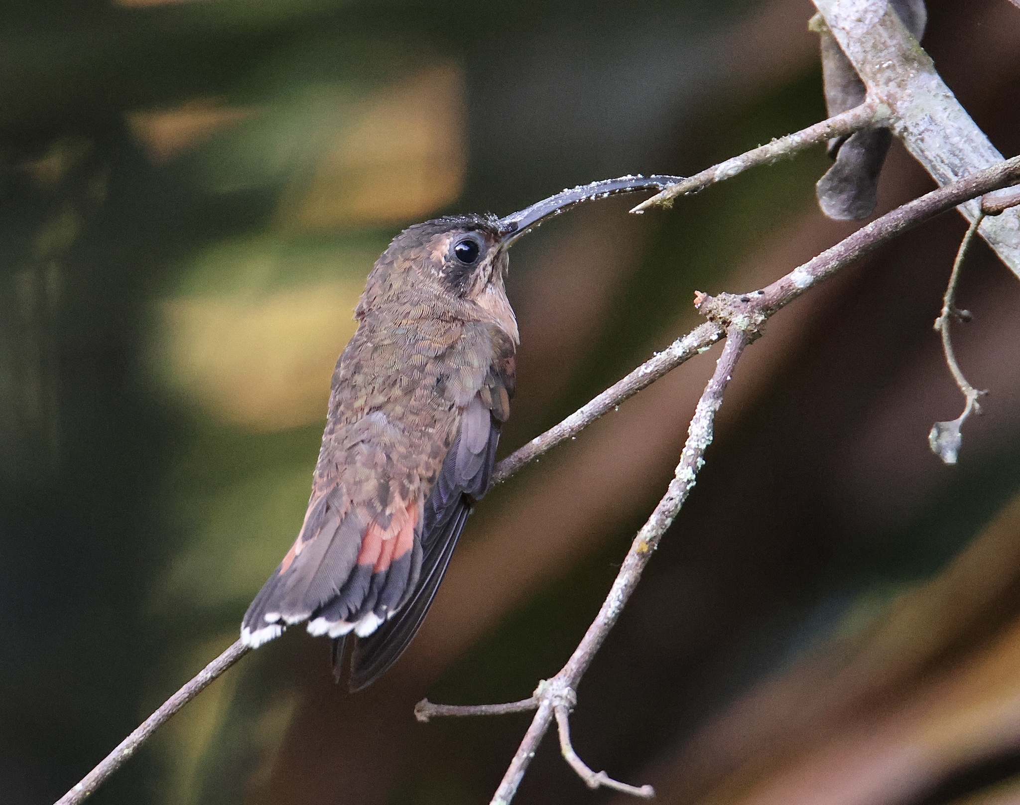 Bronzy Hermit (Glaucis aeneus), photo 10