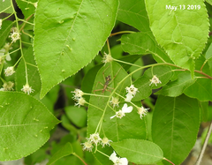 Epidaus tuberosus